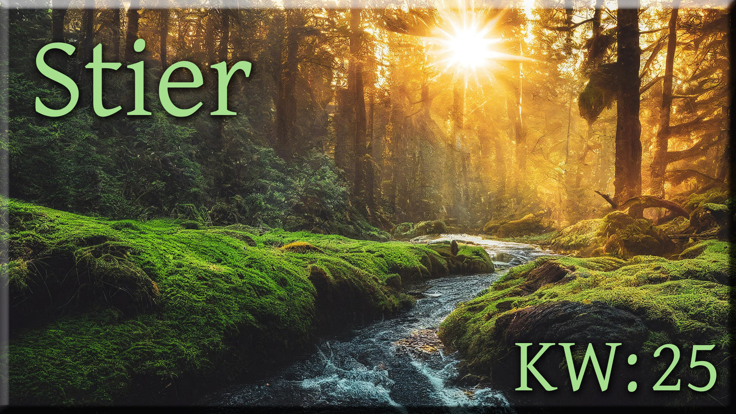 ♉ Stier - KW 25 ♉