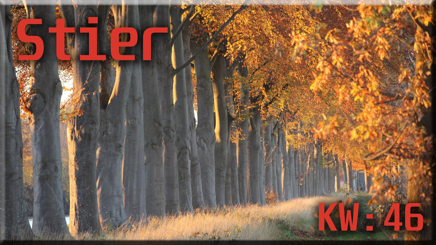 ♉ Stier - KW 46 ♉