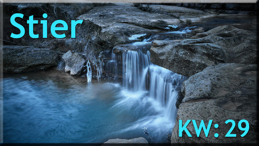 ♉ Stier - KW 29 ♉