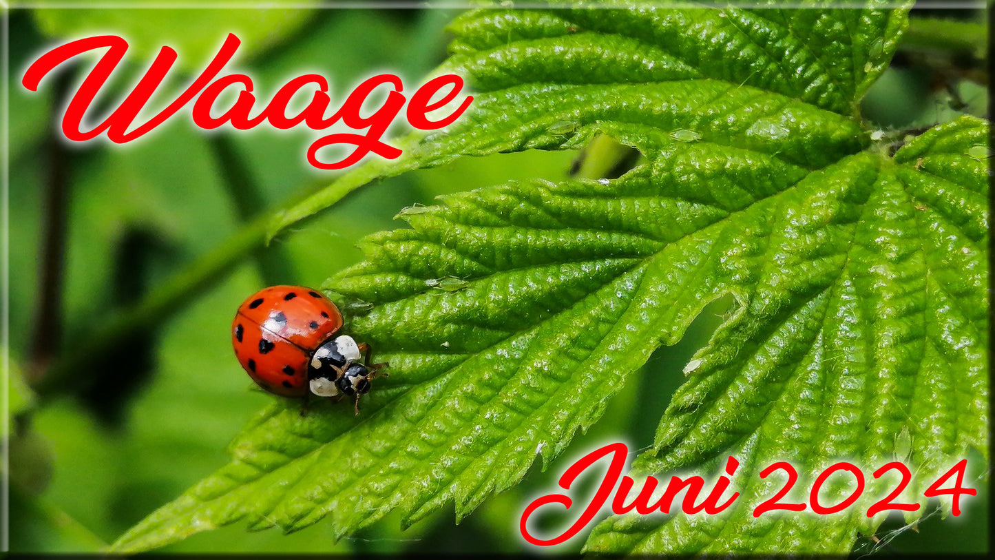 ♎ Waage - Juni 2024 ♎