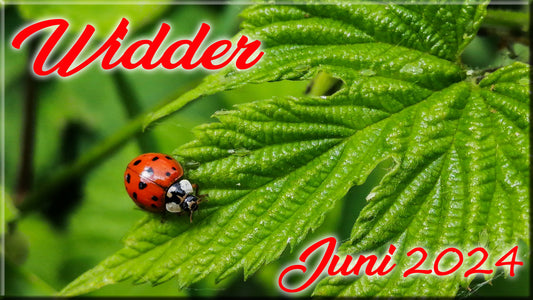 ♈ Widder - Juni 2024 ♈